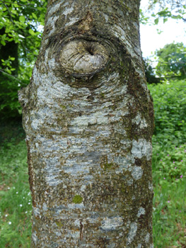 Écorce brun à gris pâle recouverte de lenticelles quand il est jeune. Agrandir dans une nouvelle fenêtre (ou onglet)