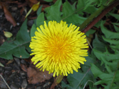 Fleur jaune composée de sortes de bandelettes. Agrandir dans une nouvelle fenêtre (ou onglet)