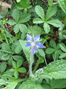 Elle devient ensuite bleue. Agrandir dans une nouvelle fenêtre (ou onglet)