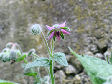 La fleur est d'abord rose. Agrandir dans une nouvelle fenêtre (ou onglet)