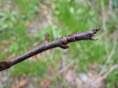 Rameaux courts non épineux. Agrandir dans une nouvelle fenêtre (ou onglet)