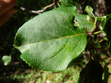 Feuilles alternes au pétiole court et au limbe ovale et légèrement denté. Poilues quand elles sont jeunes mais devenant glabres. Agrandir dans une nouvelle fenêtre (ou onglet)