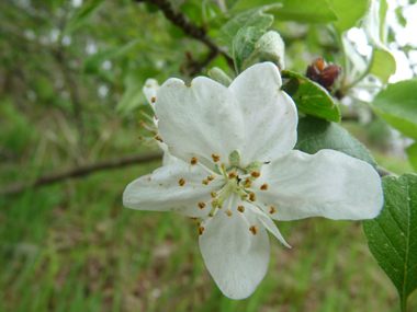 Fleurs blanc rosâtre regroupées par paquets de 4 à 8. Agrandir dans une nouvelle fenêtre (ou onglet)