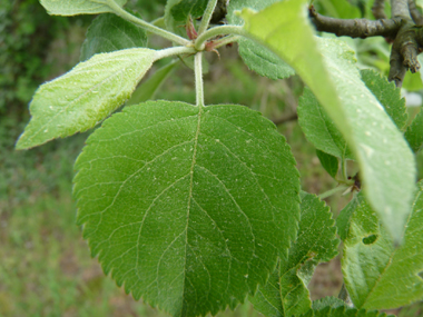 Feuilles alternes au pétiole court et au limbe ovale et légèrement denté. Poilues quand elles sont jeunes mais devenant glabres. Agrandir dans une nouvelle fenêtre (ou onglet)