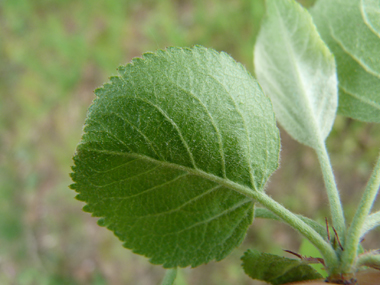 Face inférieure de la feuille. Agrandir dans une nouvelle fenêtre (ou onglet)