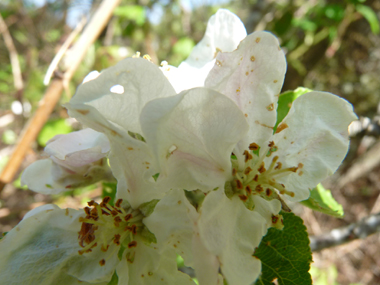 Fleurs blanc rosâtre regroupées par paquets de 4 à 8. Agrandir dans une nouvelle fenêtre (ou onglet)