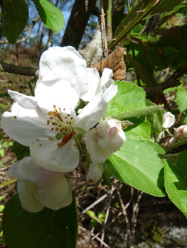 Fleurs blanc rosâtre regroupées par paquets de 4 à 8. Agrandir dans une nouvelle fenêtre (ou onglet)