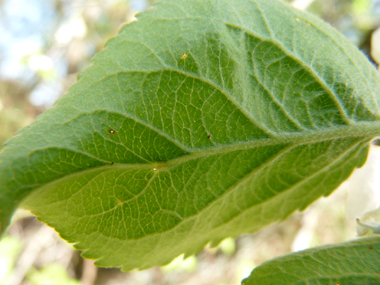 Face inférieure de la feuille. Agrandir dans une nouvelle fenêtre (ou onglet)