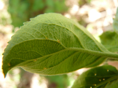 Face inférieure de la feuille. Agrandir dans une nouvelle fenêtre (ou onglet)