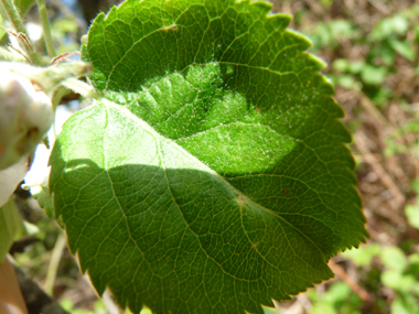 Feuilles alternes au pétiole court et au limbe ovale et légèrement denté. Poilues quand elles sont jeunes mais devenant glabres. Agrandir dans une nouvelle fenêtre (ou onglet)