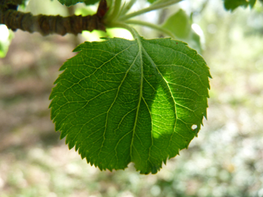 Feuilles alternes au pétiole court et au limbe ovale et légèrement denté. Poilues quand elles sont jeunes mais devenant glabres. Agrandir dans une nouvelle fenêtre (ou onglet)