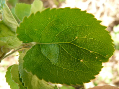 Feuilles alternes au pétiole court et au limbe ovale et légèrement denté. Poilues quand elles sont jeunes mais devenant glabres. Agrandir dans une nouvelle fenêtre (ou onglet)