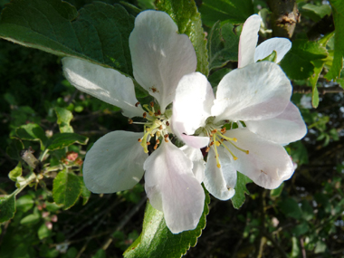 Fleurs blanc rosâtre regroupées par paquets de 4 à 8. Agrandir dans une nouvelle fenêtre (ou onglet)