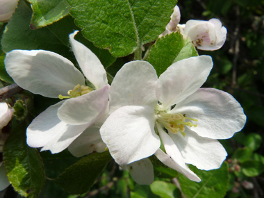 Fleurs blanc rosâtre regroupées par paquets de 4 à 8. Agrandir dans une nouvelle fenêtre (ou onglet)