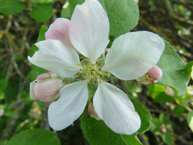 Fleurs blanc rosâtre regroupées par paquets de 4 à 8. Agrandir dans une nouvelle fenêtre (ou onglet)