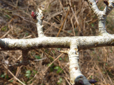 Petits bourgeons appliqués contre le rameau, les terminaux étant pubescents avec des des poils blanchâtres. Agrandir dans une nouvelle fenêtre (ou onglet)