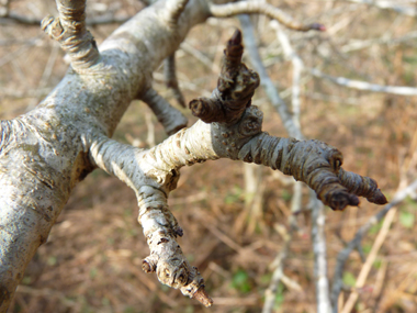 Petits bourgeons appliqués contre le rameau, les terminaux étant pubescents avec des des poils blanchâtres. Agrandir dans une nouvelle fenêtre (ou onglet)