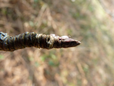 Petits bourgeons appliqués contre le rameau, les terminaux étant pubescents avec des des poils blanchâtres. Agrandir dans une nouvelle fenêtre (ou onglet)