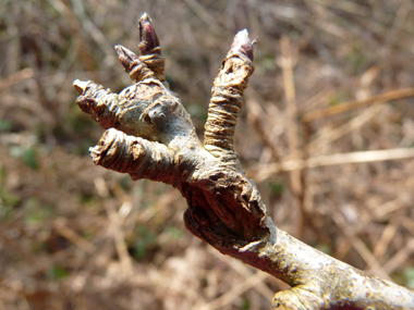 Petits bourgeons appliqués contre le rameau, les terminaux étant pubescents avec des des poils blanchâtres. Agrandir dans une nouvelle fenêtre ou onglet)