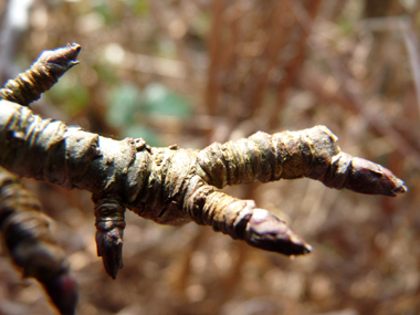 Petits bourgeons appliqués contre le rameau, les terminaux étant pubescents avec des des poils blanchâtres. Agrandir dans une nouvelle fenêtre (ou onglet)