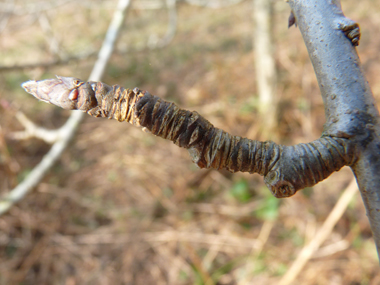 Petits bourgeons appliqués contre le rameau, les terminaux étant pubescents avec des des poils blanchâtres. Agrandir dans une nouvelle fenêtre (ou onglet)