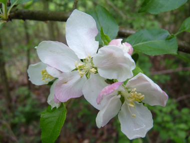 Fleurs blanc rosâtre regroupées par paquets de 4 à 8. Agrandir dans une nouvelle fenêtre (ou onglet)