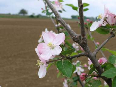 Fleurs blanc rosâtre regroupées par paquets de 4 à 8. Agrandir dans une nouvelle fenêtre (ou onglet)