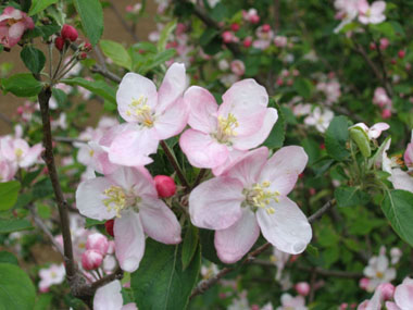 Fleurs blanc rosâtre regroupées par paquets de 4 à 8. Agrandir dans une nouvelle fenêtre (ou onglet)