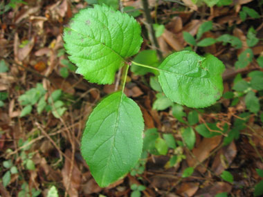 Feuilles alternes au pétiole court et au limbe ovale et légèrement denté. Poilues quand elles sont jeunes mais devenant glabres. Agrandir dans une nouvelle fenêtre (ou onglet)