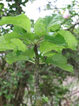 Feuilles alternes au pétiole court et au limbe ovale et légèrement denté. Poilues quand elles sont jeunes mais devenant glabres. Agrandir dans une nouvelle fenêtre (ou onglet)