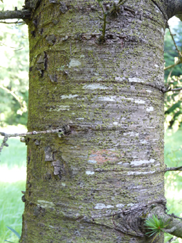 Gris clair, assez lisse et formant des plis horizontaux quand l'arbre est jeune, l'écorce s'écaille verticalement quand l'atlas prend de l'âge. Agrandir dans une nouvelle fenêtre (ou onglet)