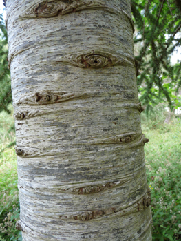 Gris clair, assez lisse et formant des plis horizontaux quand l'arbre est jeune, l'écorce s'écaille verticalement quand l'atlas prend de l'âge. Agrandir dans une nouvelle fenêtre (ou onglet)