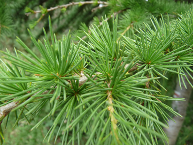 Aiguilles de 3 cm de long regroupées en touffes persistantes. Agrandir dans une nouvelle fenêtre (ou onglet)