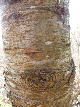 Gris clair, assez lisse et formant des plis horizontaux quand l'arbre est jeune, l'écorce s'écaille verticalement quand l'atlas prend de l'âge. Agrandir dans une nouvelle fenêtre (ou onglet)