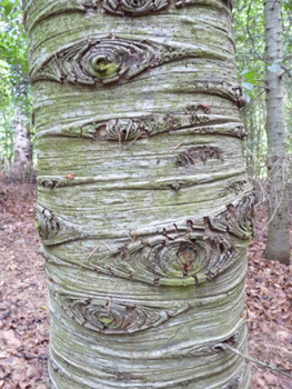 Gris clair, assez lisse et formant des plis horizontaux quand l'arbre est jeune, l'écorce s'écaille verticalement quand l'atlas prend de l'âge. Agrandir dans une nouvelle fenêtre (ou onglet)