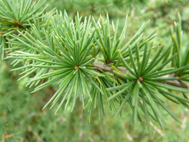 Aiguilles de 3 cm de long regroupées en touffes persistantes. Agrandir dans une nouvelle fenêtre (ou onglet)