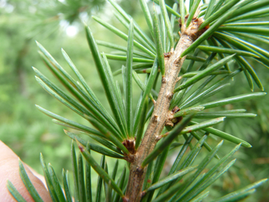 Aiguilles de 3 cm de long regroupées en touffes persistantes. Agrandir dans une nouvelle fenêtre (ou onglet)