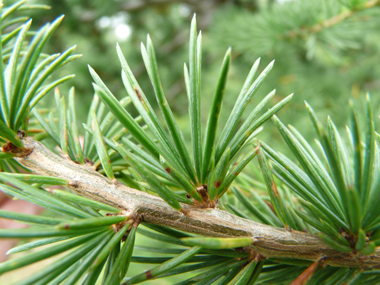 Aiguilles de 3 cm de long regroupées en touffes persistantes. Agrandir dans une nouvelle fenêtre (ou onglet)