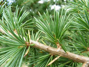 Aiguilles de 3 cm de long regroupées en touffes persistantes. Agrandir dans une nouvelle fenêtre (ou onglet)