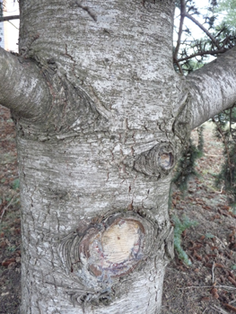 Gris clair, assez lisse et formant des plis horizontaux quand l'arbre est jeune, l'écorce s'écaille verticalement quand l'atlas prend de l'âge. Agrandir dans une nouvelle fenêtre (ou onglet)