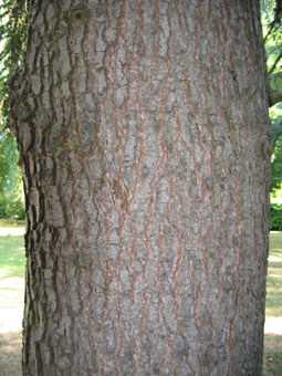 Gris clair, assez lisse et formant des plis horizontaux quand l'arbre est jeune, l'écorce s'écaille verticalement quand l'atlas prend de l'âge. Agrandir dans une nouvelle fenêtre (ou onglet)