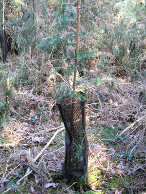 Protection autour d'un jeune plant. Agrandir dans une nouvelle fenêtre (ou onglet)