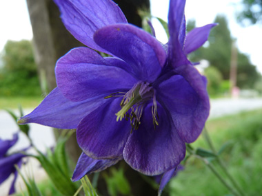 Fleur d'habitude bleue ou plus rarement blanche voire rose. Agrandir dans une nouvelle fenêtre (ou onglet)