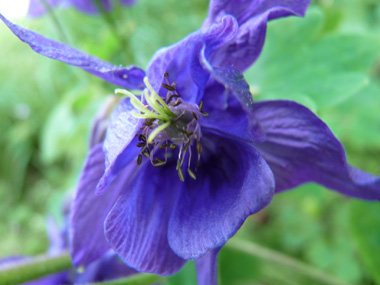 Fleur d'habitude bleue ou plus rarement blanche voire rose. Agrandir dans une nouvelle fenêtre (ou onglet)