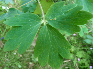 Feuille de forme variable. Agrandir dans une nouvelle fenêtre (ou onglet)