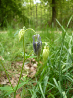 Fleur d'habitude bleue ou plus rarement blanche voire rose. Agrandir dans une nouvelle fenêtre (ou onglet)