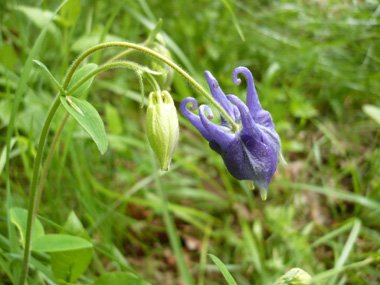 Fleur d'habitude bleue ou plus rarement blanche voire rose. Agrandir dans une nouvelle fenêtre (ou onglet)