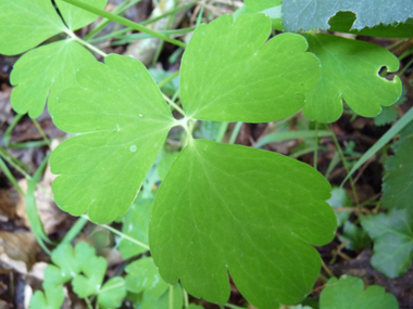 Feuille de forme variable. Agrandir dans une nouvelle fenêtre (ou onglet)