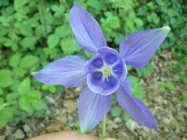 Fleur d'habitude bleue ou plus rarement blanche voire rose. Agrandir dans une nouvelle fenêtre (ou onglet)