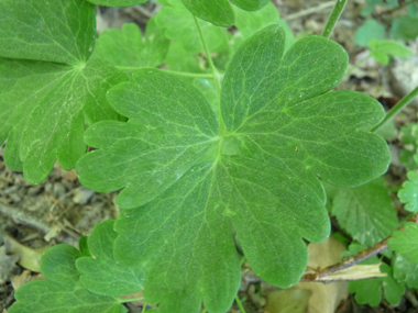 Feuille de forme variable. Agrandir dans une nouvelle fenêtre (ou onglet)